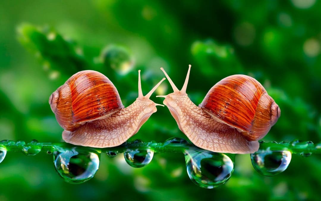 Nourris ta nature aimante par la pratique du Tantra.